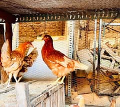 Lohman Brown | Golden  Misri Starter Hens (03477003707)