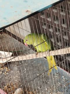 Green ringneck female