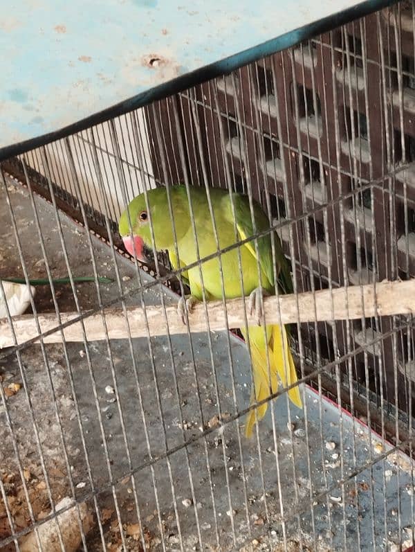 Green ringneck female 1