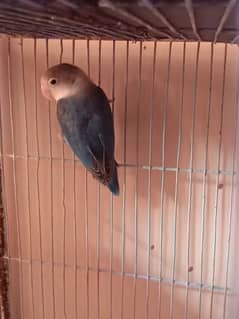 parblue female for sale 0