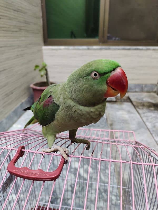 raw parrot whattsapp 03415052480 2