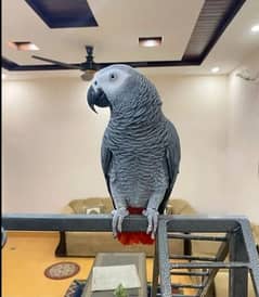 African gray parrot for sale my whatsapp number 03417057463 0