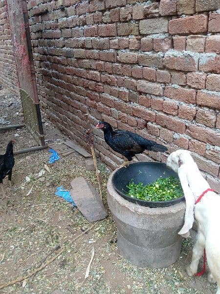 Desi golden male 1500 aseel javi anday de Rahe he 2200 ki 2