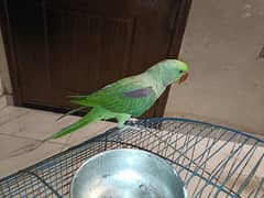 Raw parrot male