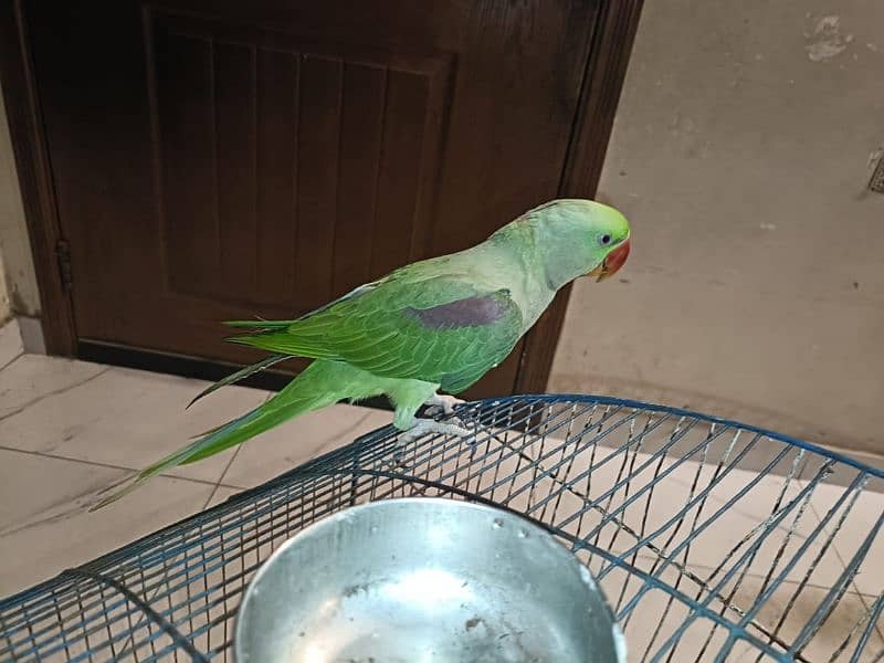 Raw parrot male 0