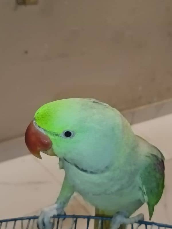 Raw parrot male 2