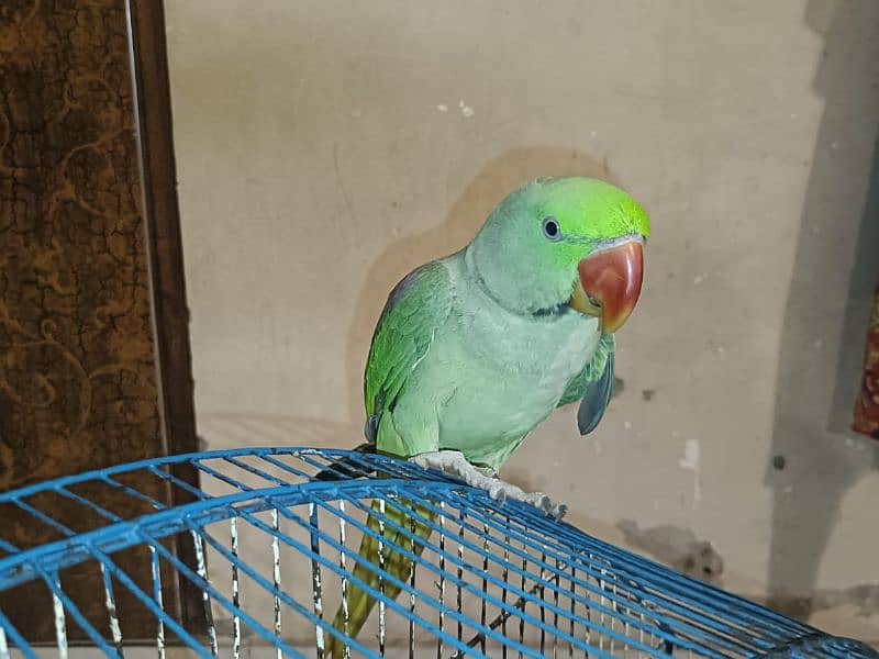 Raw parrot male 3