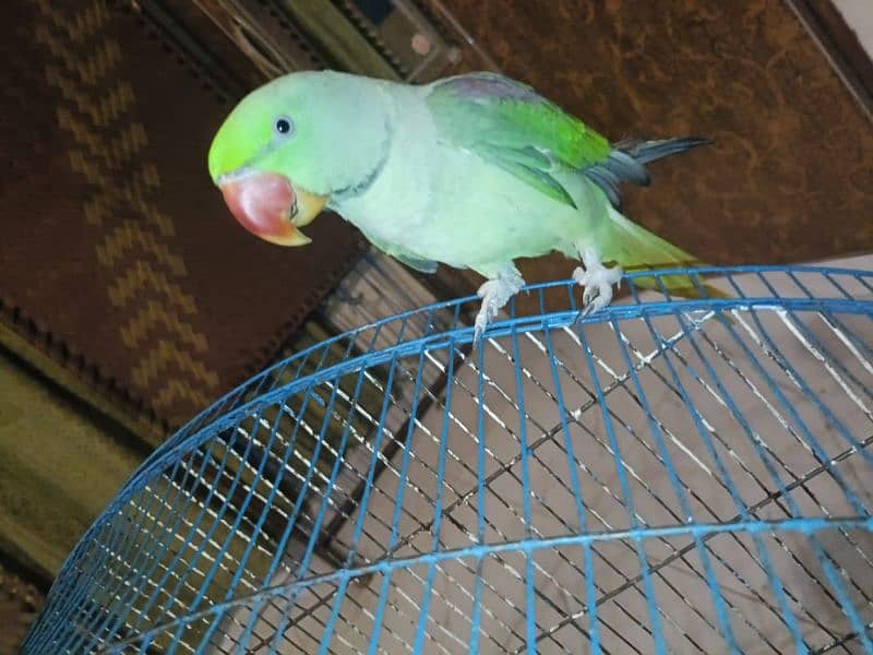 Raw parrot male 4