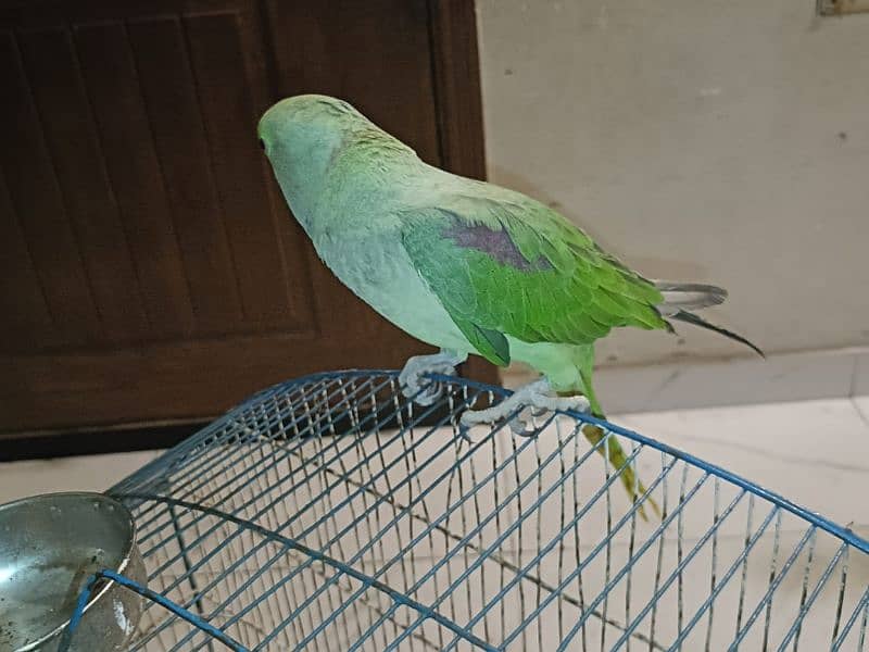 Raw parrot male 5