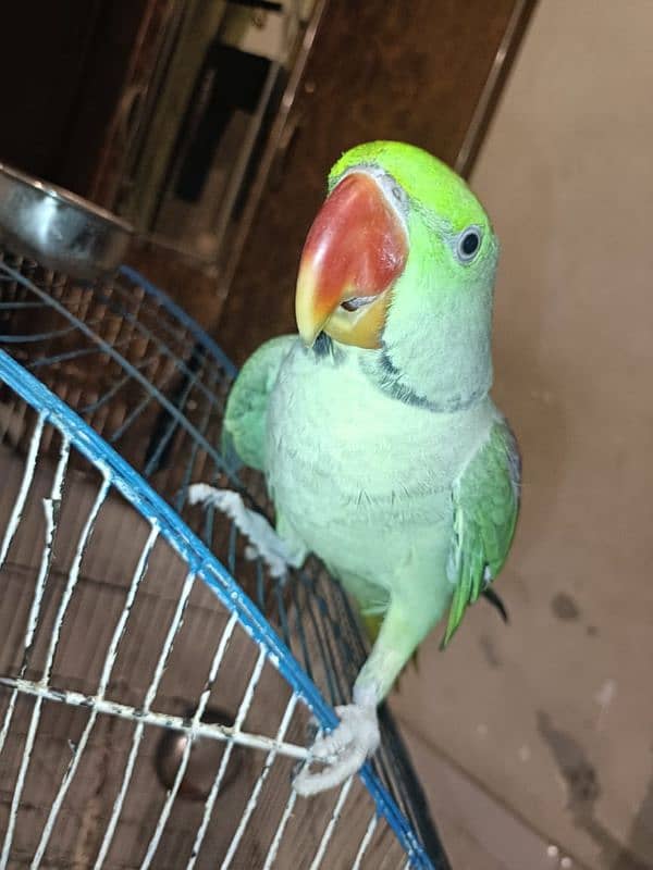 Raw parrot male 6