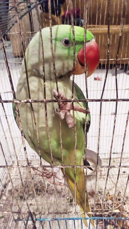 Raw parrot male 7