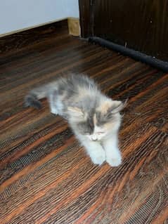 Persian cat 5 months baby for sale