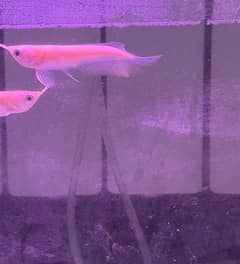 Albino Arowana