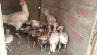 High Quality Heera Aseel Chicks 2 Months age