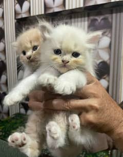 pure Persian kittens 0