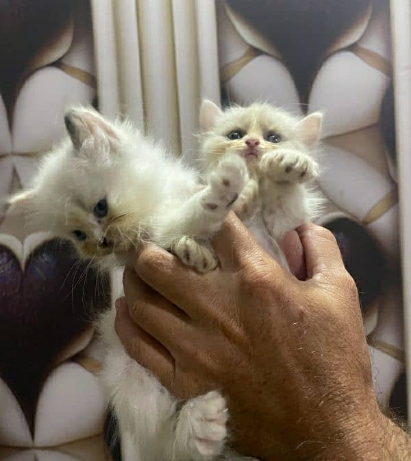 pure Persian kittens 3