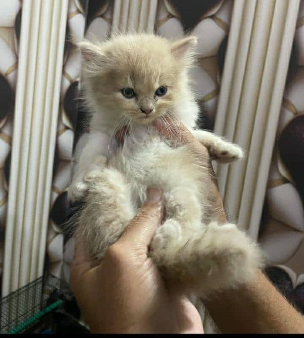 pure Persian kittens 4