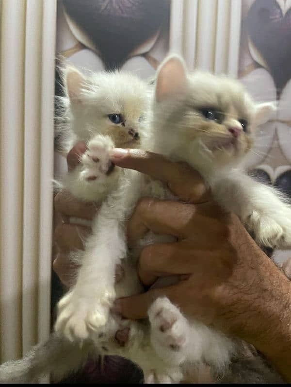 pure Persian kittens 6