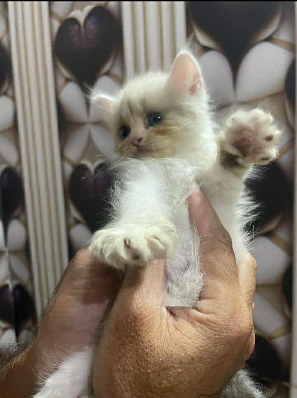 pure Persian kittens 7