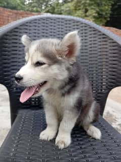 Siberian husky male puppy available for sale