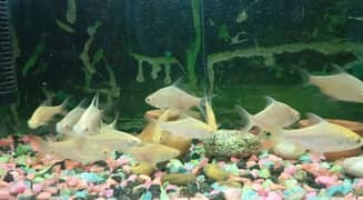 Imported Tinfoil Barbs (red eyes+red tail) For Sale. .