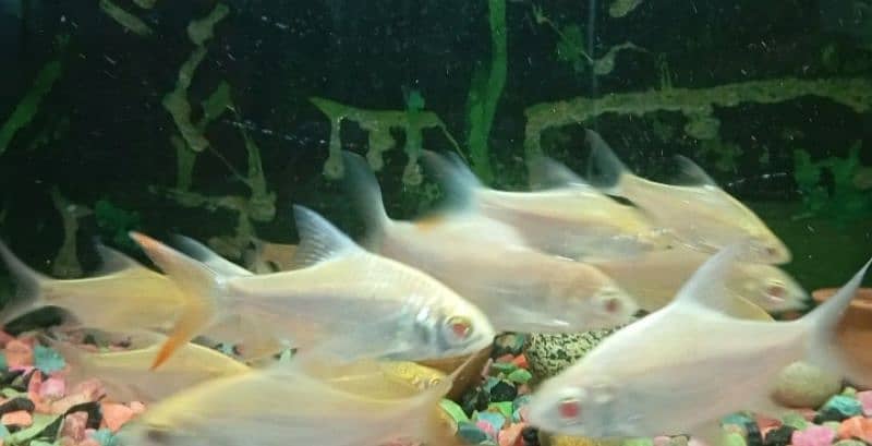 Imported Tinfoil Barbs (red eyes+red tail) For Sale. . 2