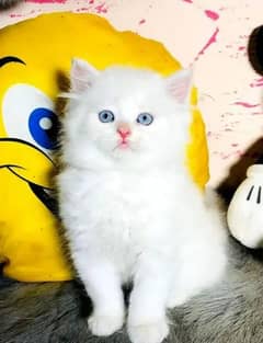 Persian cat for sale 2 month age WhatsApp number 03417057463