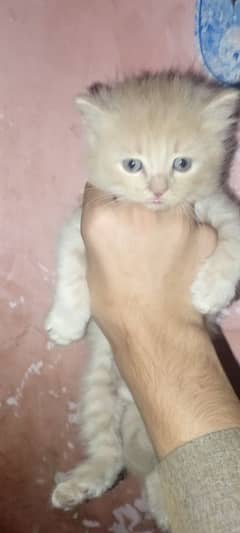 cat kittens for sale