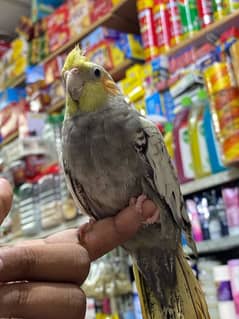 hand tame male cocktail