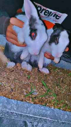 rabbit pair