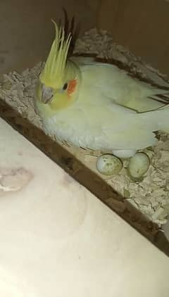 COCKTAIL CREAM BREEDER PAIR WITH CHICKS AND EGG