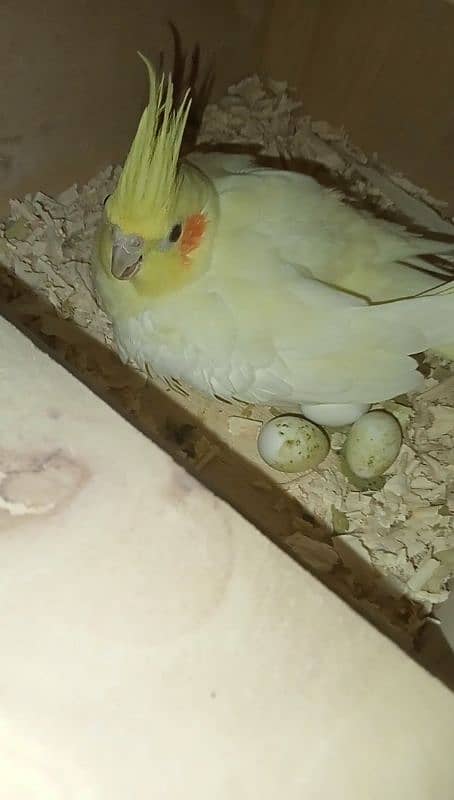 COCKTAIL CREAM BREEDER PAIR WITH CHICKS AND EGG 0