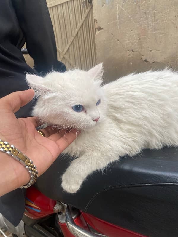 white Persian Blue eyes 1