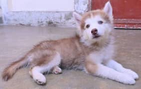 Siberian husky puppies available for sale