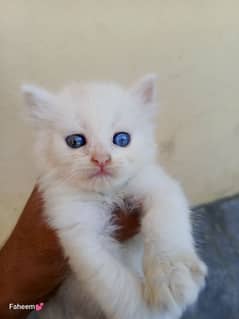 Persian Kittens are available