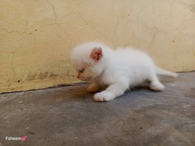 Persian Kittens are available 5