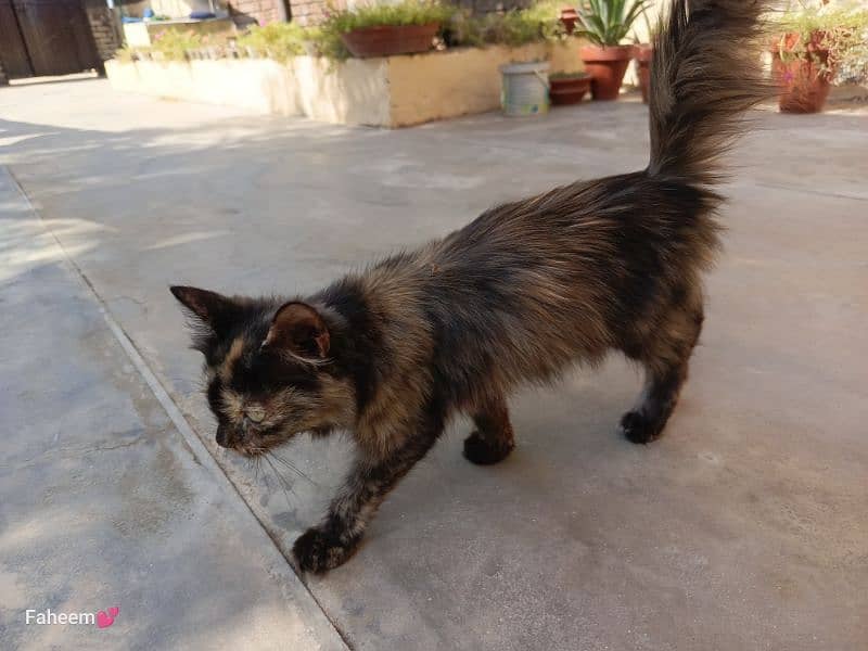 Persian Kittens are available 6