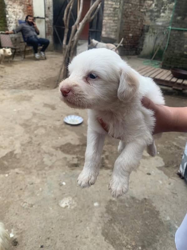 Scottish terrior baby for sale 3