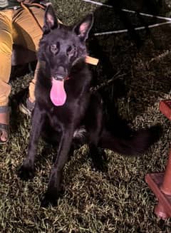 black Shepard female king size female 0