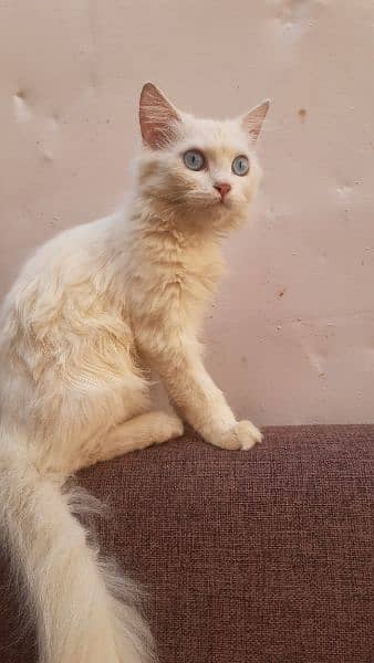 White Persian Cat | Triple Coated | Female Cat 1