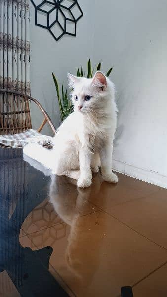 White Persian Cat | Triple Coated | Female Cat 2