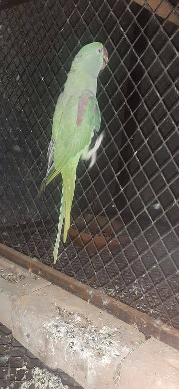 Raw Parrot Breeder female 1