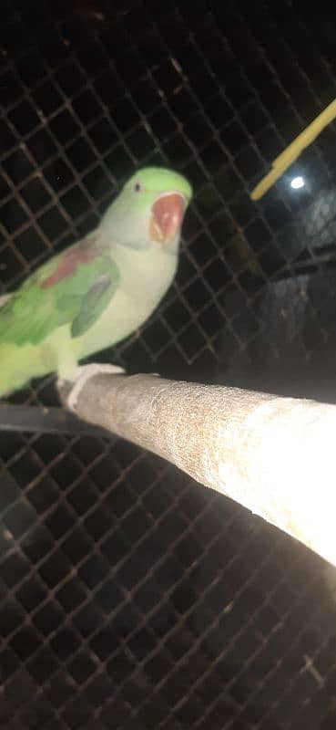 Raw Parrot Breeder female 2