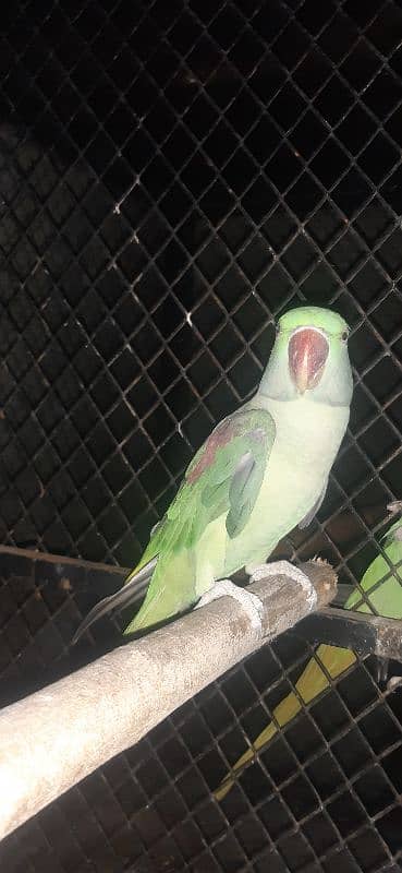 Raw Parrot Breeder female 3