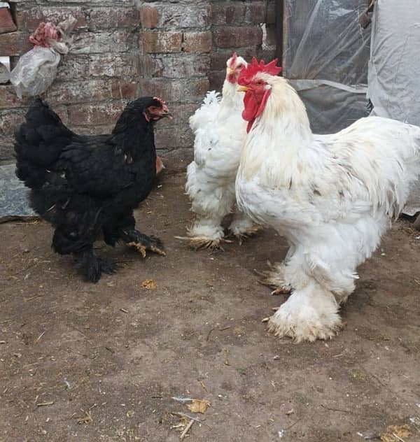 silkie black white buff white 1