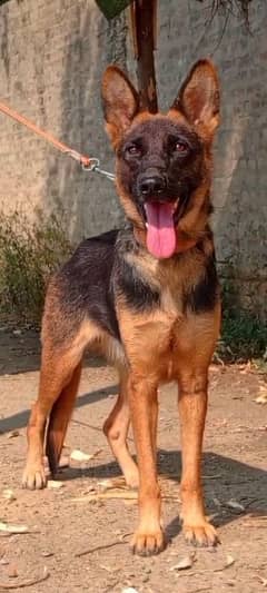 German Shepherd female 10 months for sale