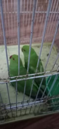 green parrot pair