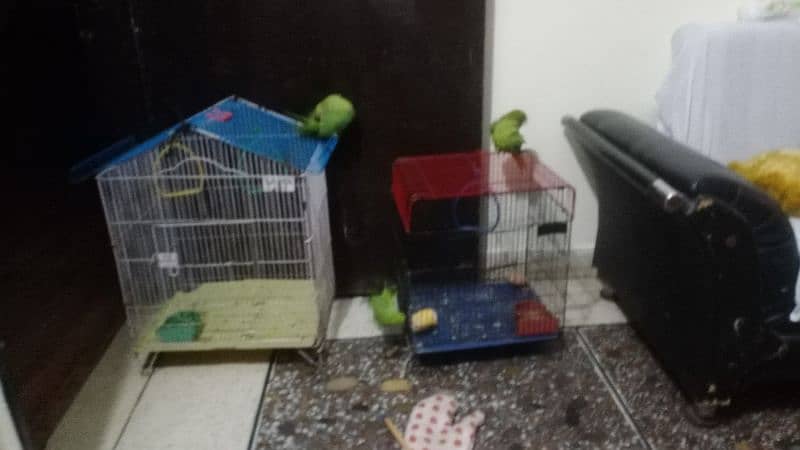 green parrot pair 1