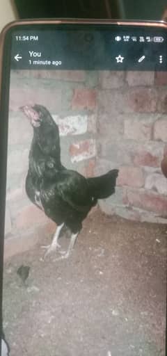 aseel hen for sale