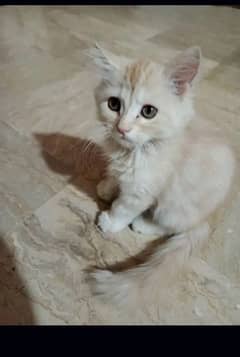 Persian kitten for sale